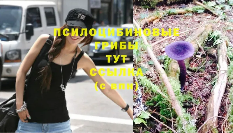 Галлюциногенные грибы Magic Shrooms  Ельня 